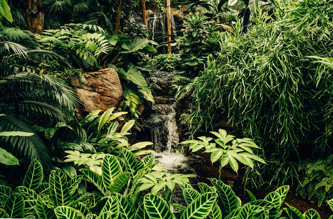 Rainforest